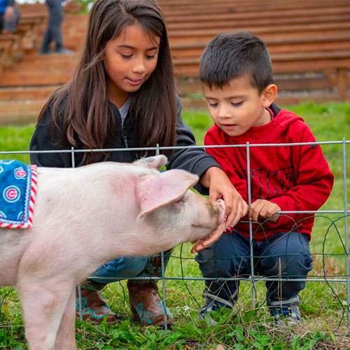 Pig Races at Richardson Farm in Spring Grove