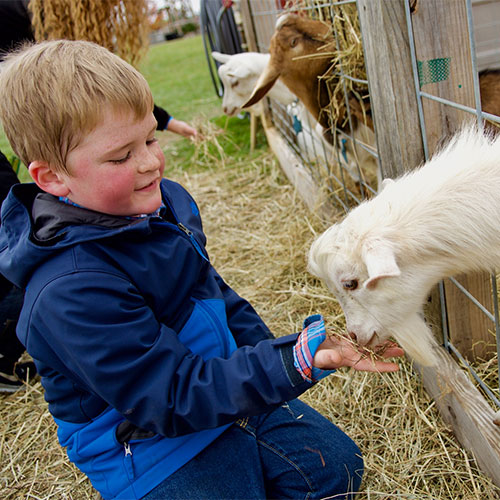 Feed our goats in our petting zoo!