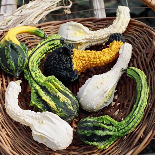 Pick-your-own Pumpkins in Northern Illinois