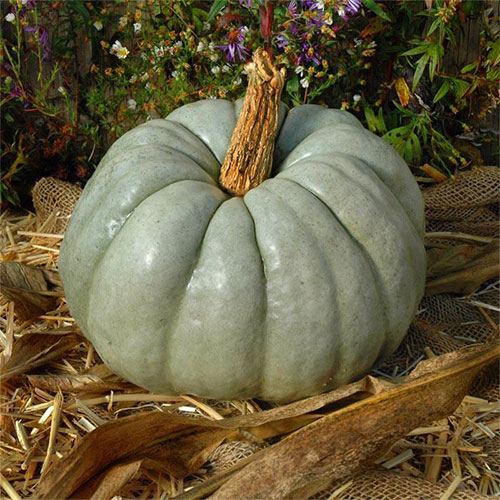 Locally Grown U-Pick Pumpkins in Lake Country