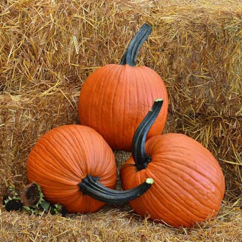 Farm Fresh U-Pick Pumpkins in Northern Illinois