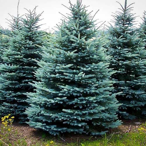 Farm Fresh U-Cut Christmas Trees in Northern Illinois