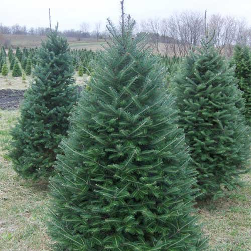 Choose and Cut Christmas Trees in McHenry County