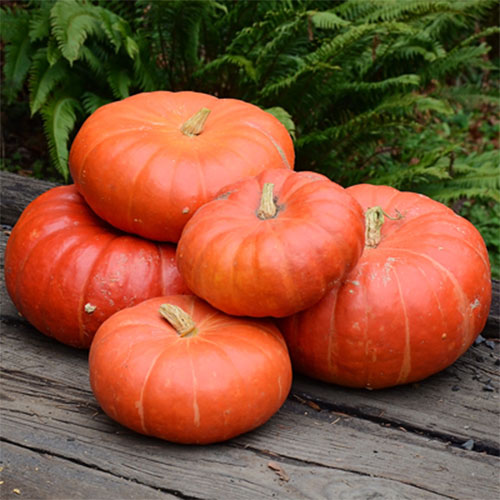 Farm Fresh U-Pick Pumpkins in McHenry County