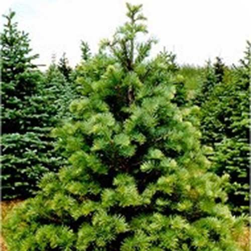 Locally Grown U-Cut Christmas Trees in Lake Country