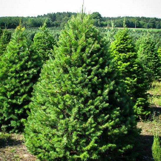 Farm Fresh Pre-cut Christmas Trees in Northern Illinois