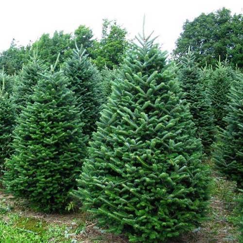Farm Fresh Christmas Trees in McHenry County