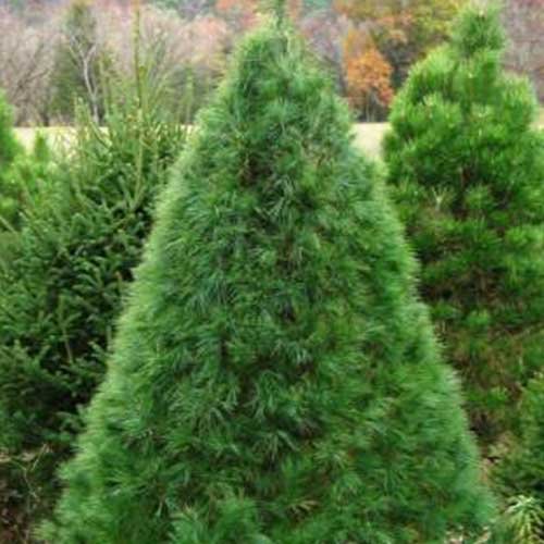 Locally grown Christmas Trees in Northern Illinois