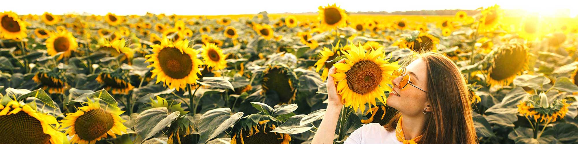 Plan your visit to the Sunflower Festival at Richardsons!