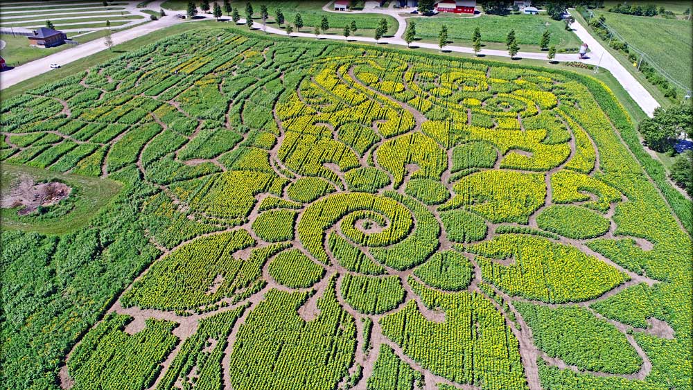 The Richardson Farm Sunflower Festival Maze.