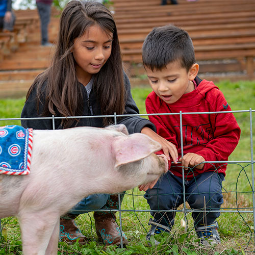 Watch as we see who the fastest pig is in our pig races!