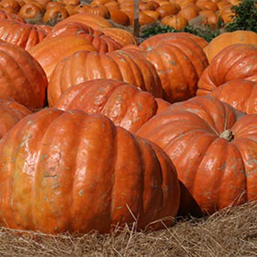 Locally Grown pick-your-own pumpkins north of Chicago