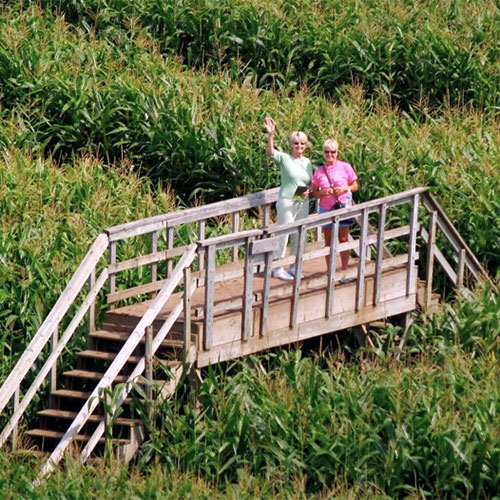 Explore the worlds largest corn maze or get an aerial view from one of our observation bridges.