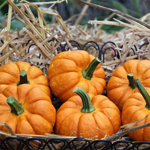Giant Pumpkins for sale in McHenry County Illinois