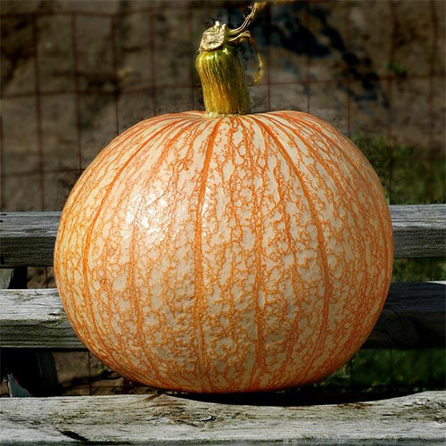 Locally grown carving Pumpkins in Northern Illinois
