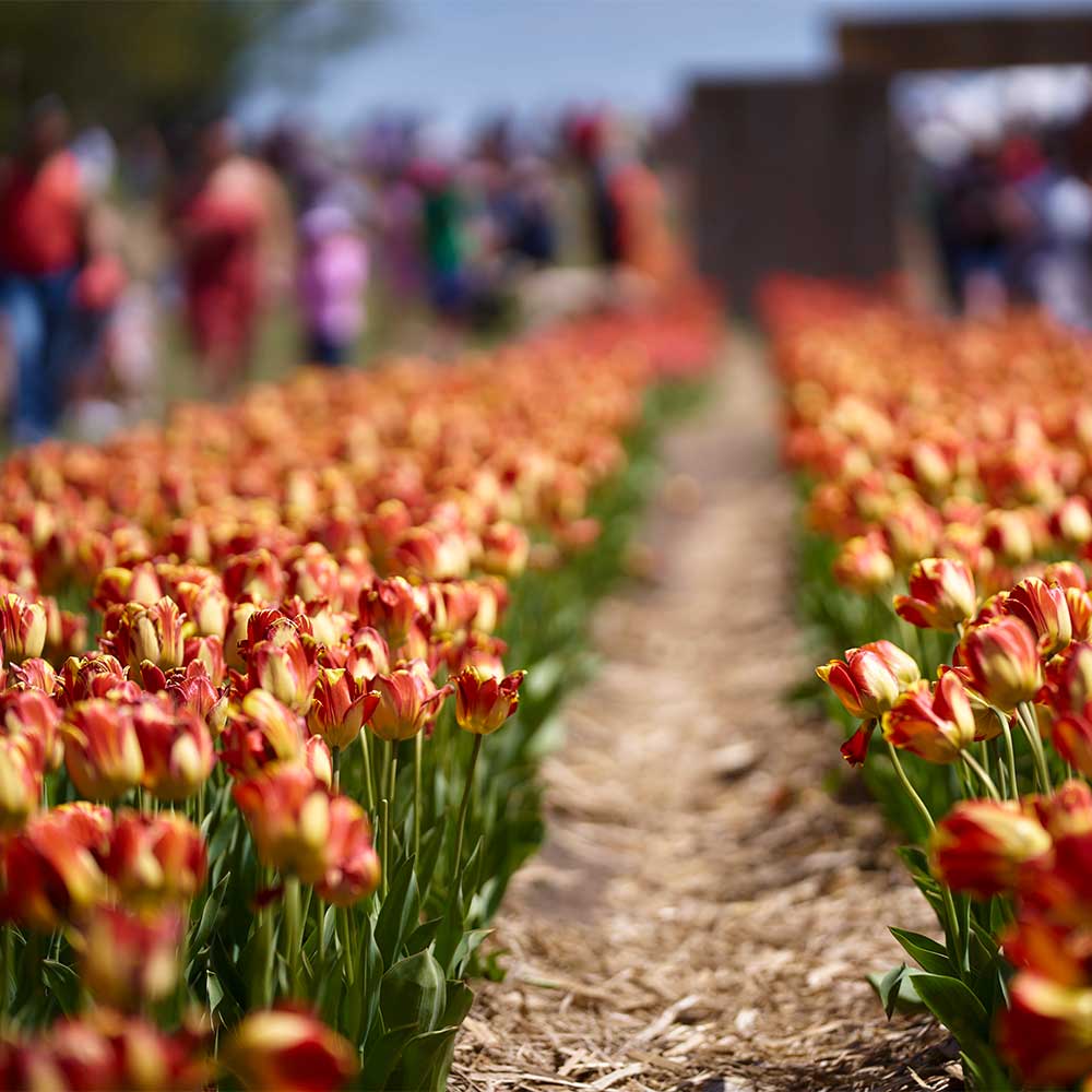 The Tulip Festival at Richardson Adventure Farm in Spring Grove, Illinois