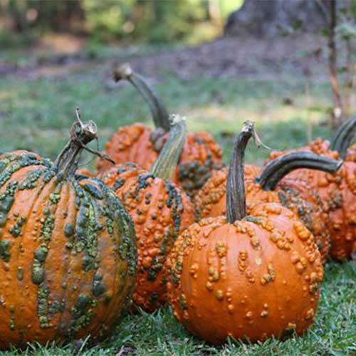 Farm Fresh Pick-your-own Pumpkins in Northern Illinois