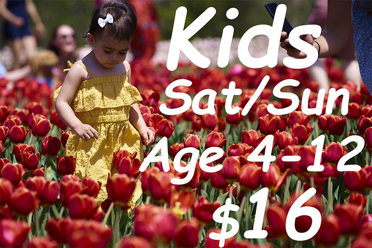 Admission Online Kids Sat/Sun -Tulip 2024